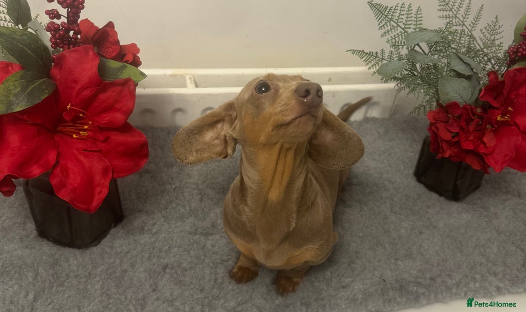 Miniature Dachshund dogs for stud: Flynn ready for stud services - Advert 3