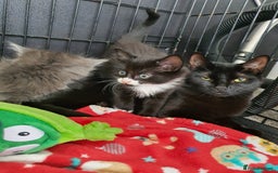 British Shorthair cats for sale: 3 beautiful kittens wanting their forever home 🏡  - Image 7