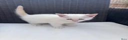 Siamese cats for sale: Stunning kittens  in Salisbury - Advert 9