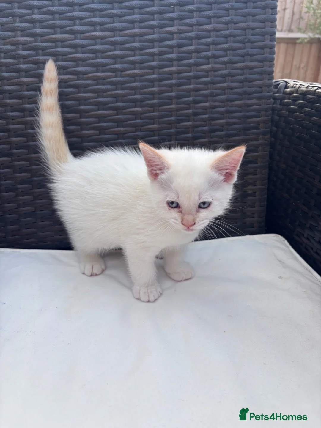 Siamese cats for sale: Stunning kittens  in Salisbury - Advert 9