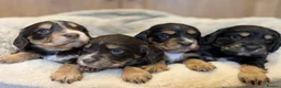 Cocker Spaniel dogs for sale: Beautiful Working type Cocker Spaniel Puppies - Advert 3