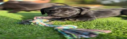 Mixed Breed dogs for sale: Beautiful Labrador X puppies.  - Advert 6