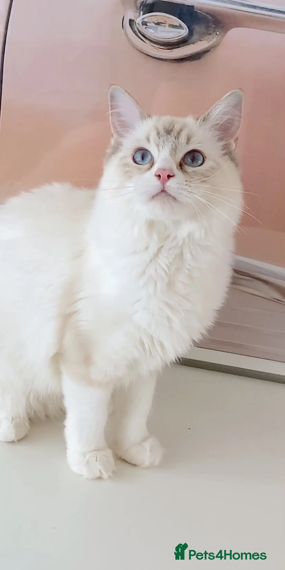 Ragdoll cats for sale: GCCF ACTIVE (FOR BREEDING) SEAL BICOLOUR FEMALE - Advert 2