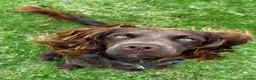 Sprocker dogs for stud: Beautiful chocolate sprocker spaniel for stud! - Advert 2