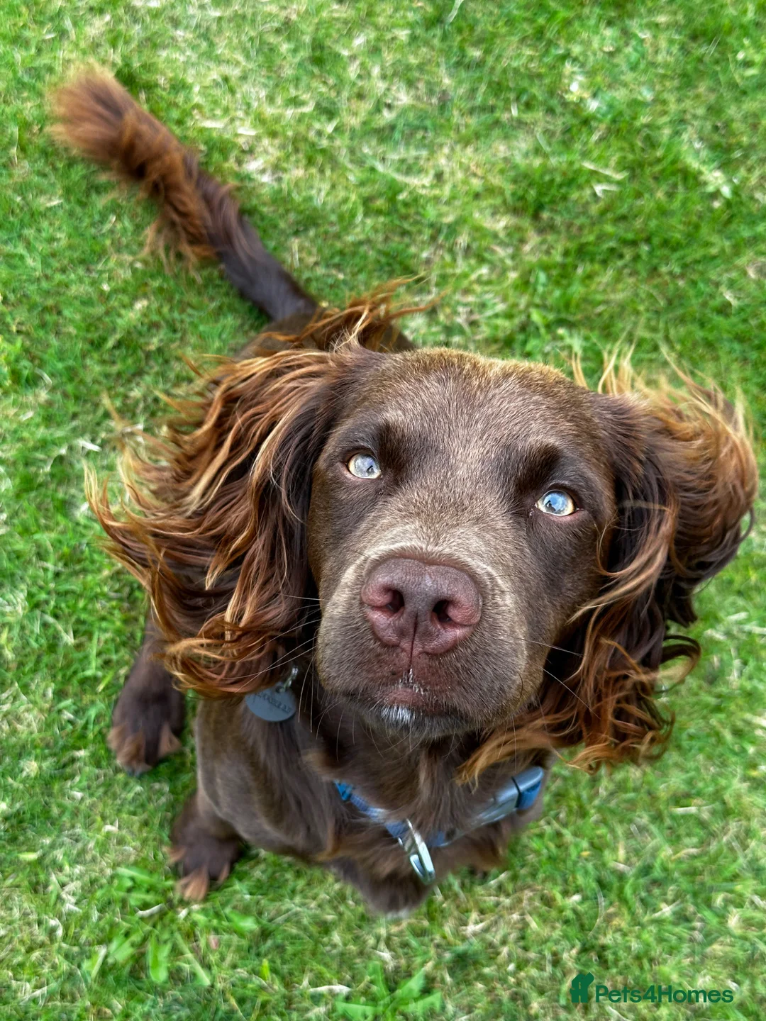 Sprocker dogs for stud: Beautiful chocolate sprocker spaniel for stud! - Advert 2