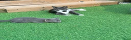 Mixed Breed cats for sale: Pretty grey kitten  - Advert 1