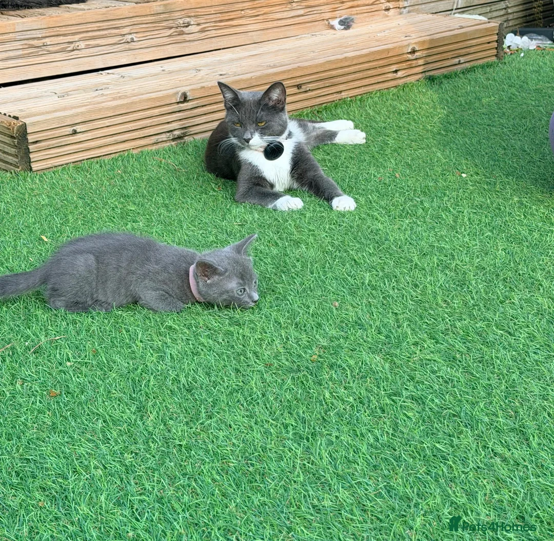 Mixed Breed cats for sale: Pretty grey kitten  - Advert 1