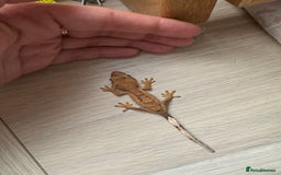 Gecko reptiles for sale: Multiple baby crested geckos  in Norwich - Image 1