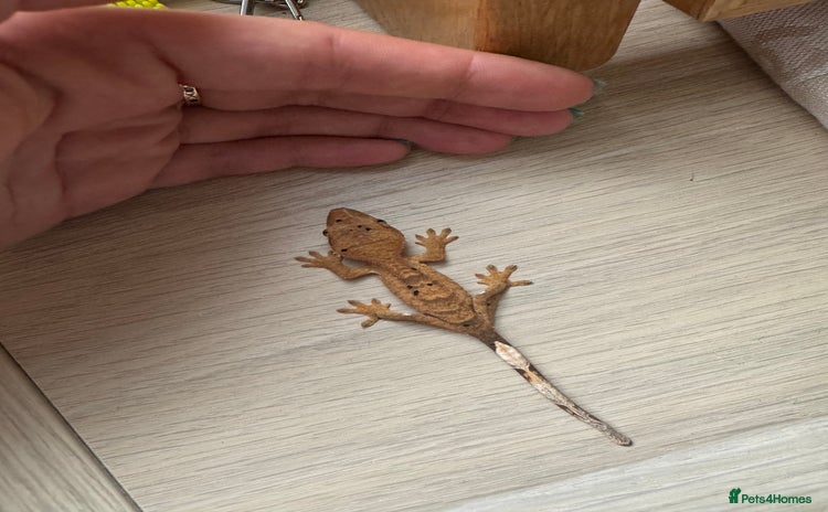 Gecko reptiles in Norwich - Advert 13