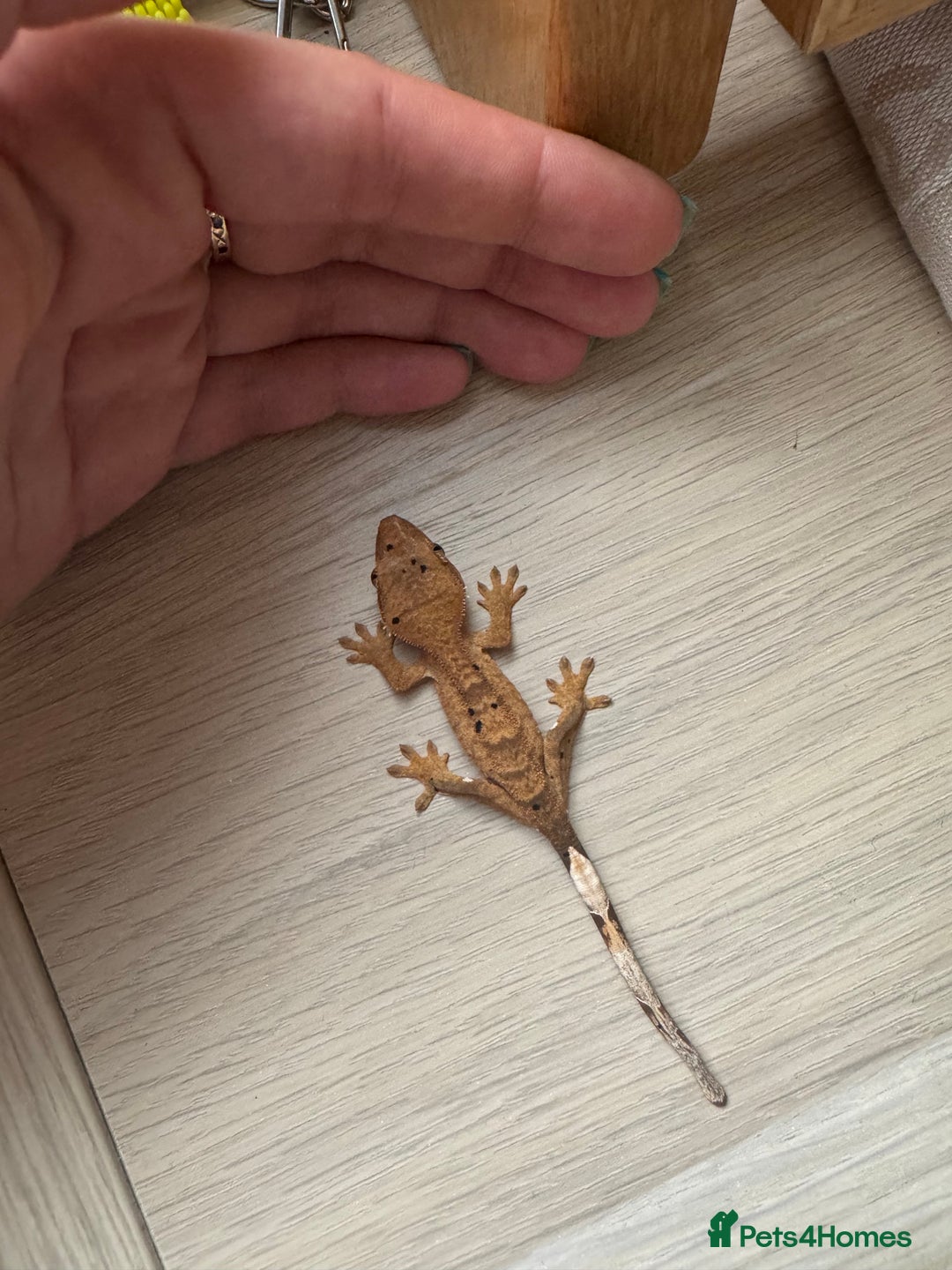 Gecko reptiles for sale: Multiple baby crested geckos  in Norwich - Image 1