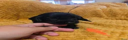 Sprocker dogs for sale: GORGEOUS SPROCKER PUPPIES  - Advert 17