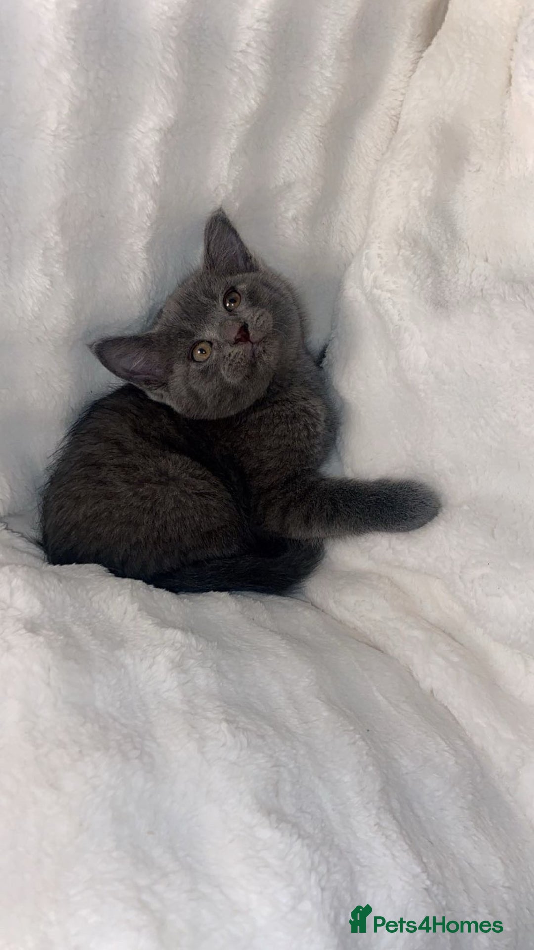 British Shorthair cats for sale: British shorthair x sypnx kitten for sale. - Advert 2