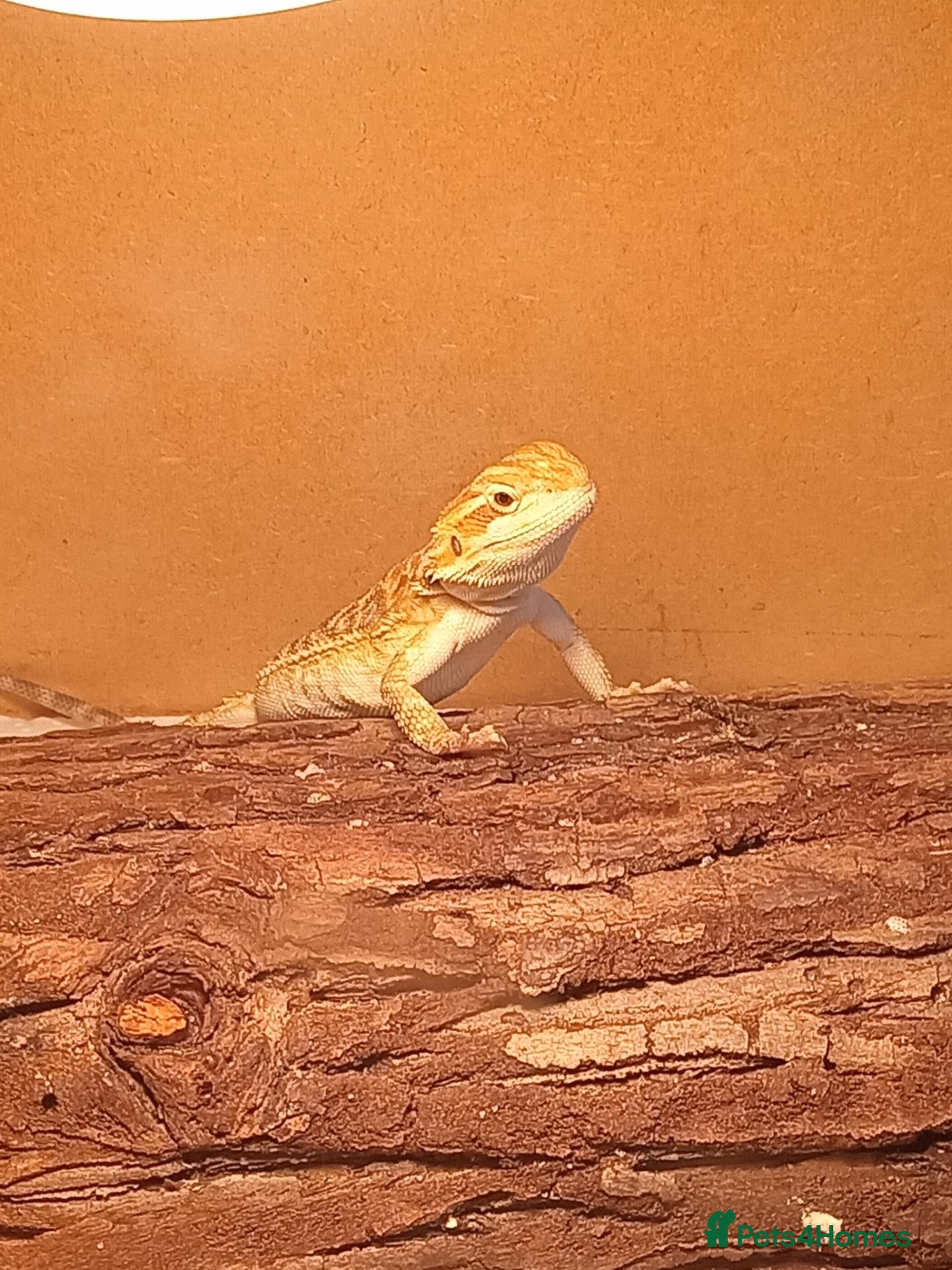 Bearded Dragon reptiles Beautiful baby  - Advert 2