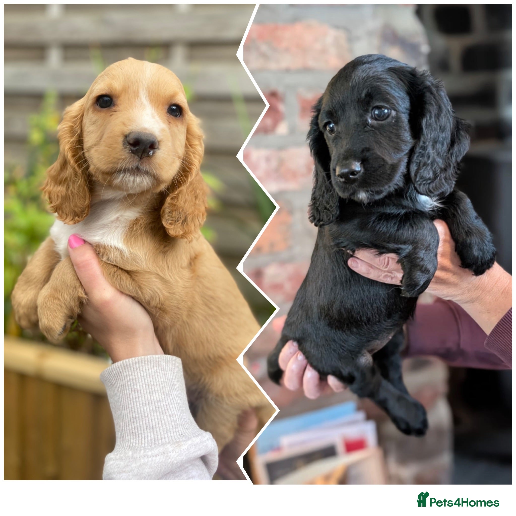 Cocker Spaniel dogs  Beautiful Working Cocker Spaniels Puppies - Advert 1