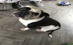 Mixed Breed dogs for sale: Zeus FREE TO GOOD HOME - Image 2