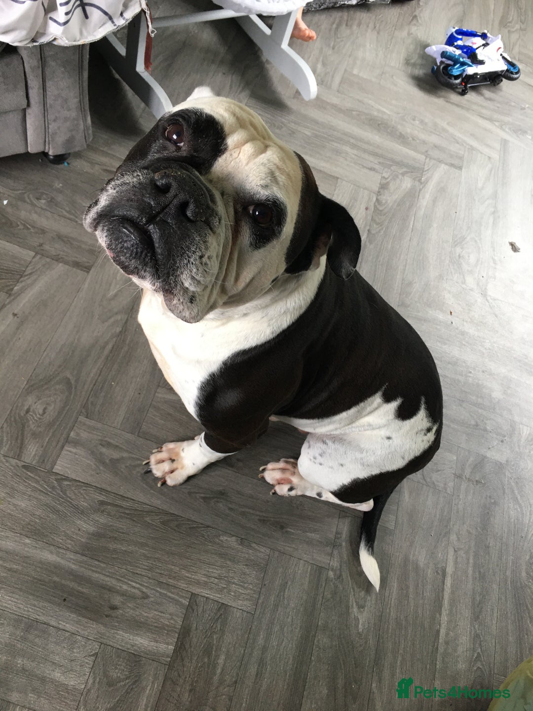Mixed Breed dogs for sale: Zeus FREE TO GOOD HOME - Image 2