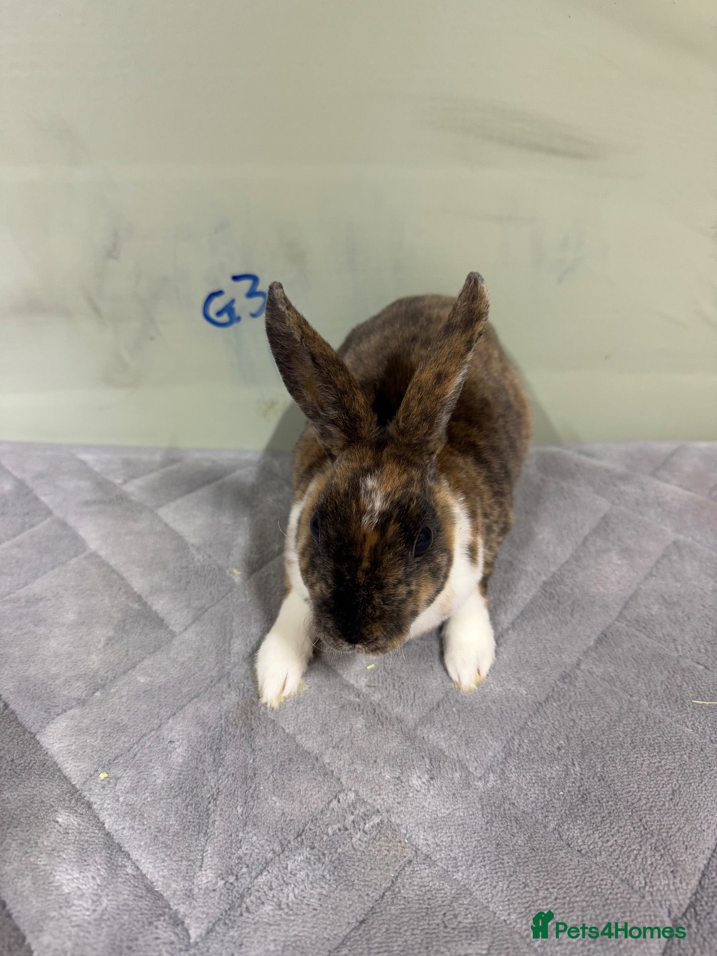 Rex rabbits mini Rex’s babies 8weeks + - Advert 10
