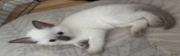 Mixed Breed cats for sale: 💖 3 beautiful girls 💖 - Advert 9