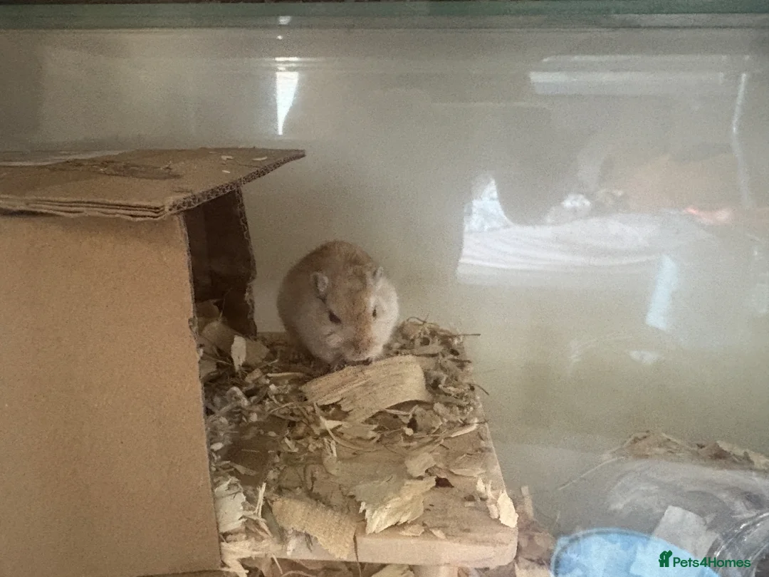 Gerbil rodents for sale: 2 male gerbils in Northallerton - Advert 2