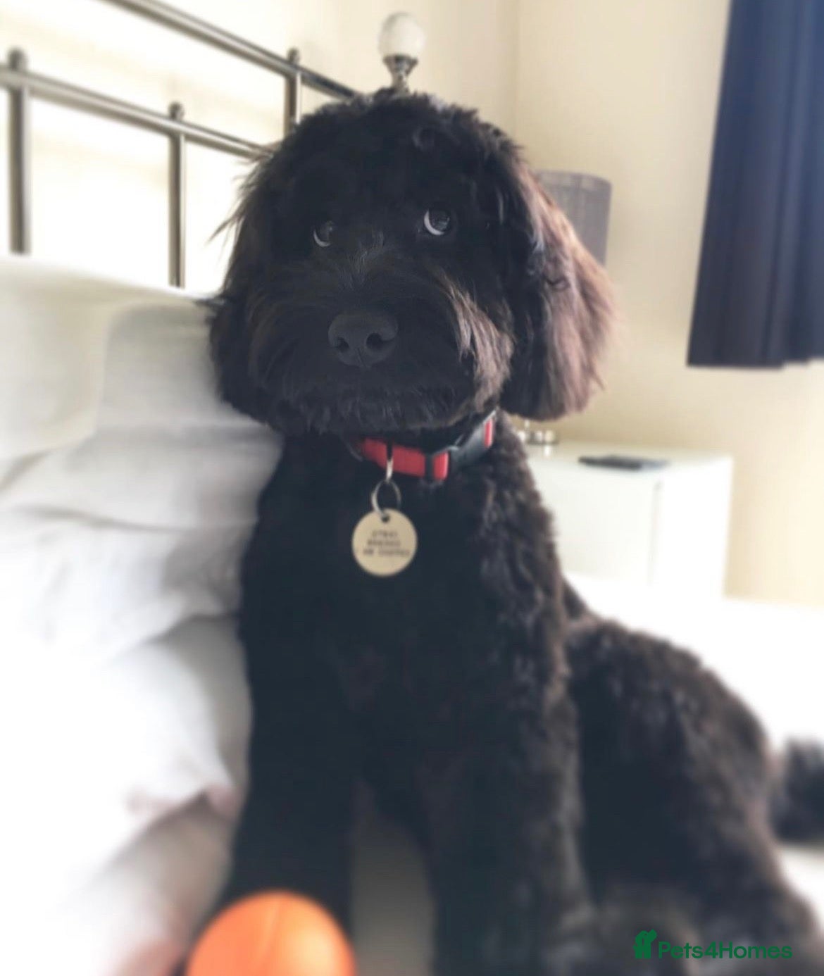 Cockapoo dogs Otis & Ollie  - Advert 2