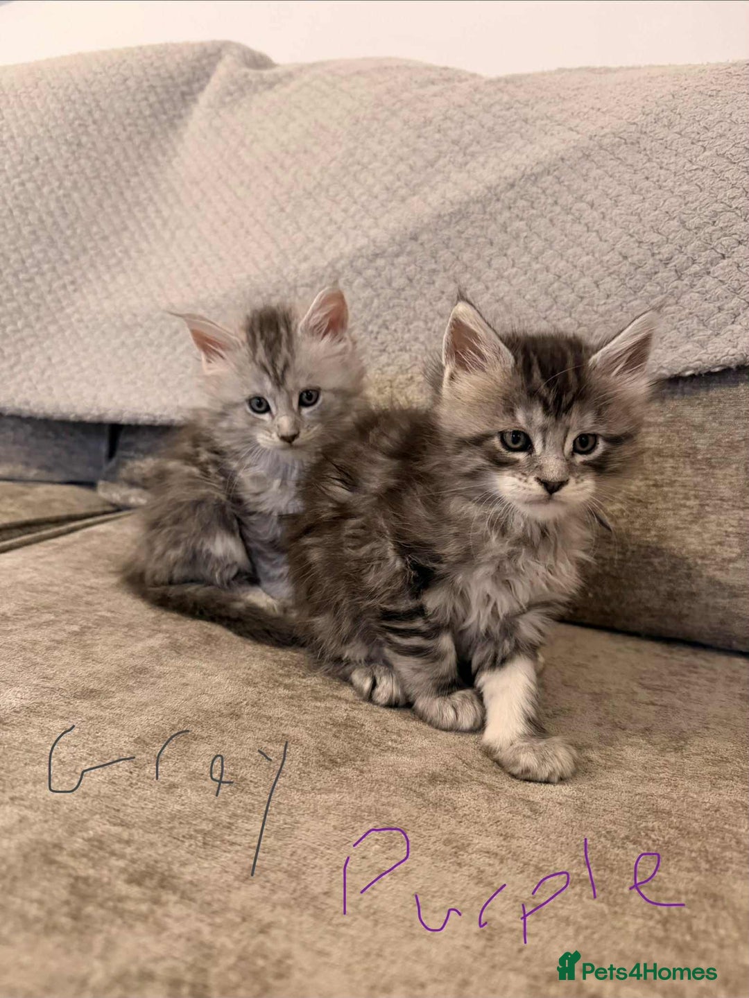 Maine Coon cats for sale: Maine coon kittens ready on 22/12/25 - Advert 5
