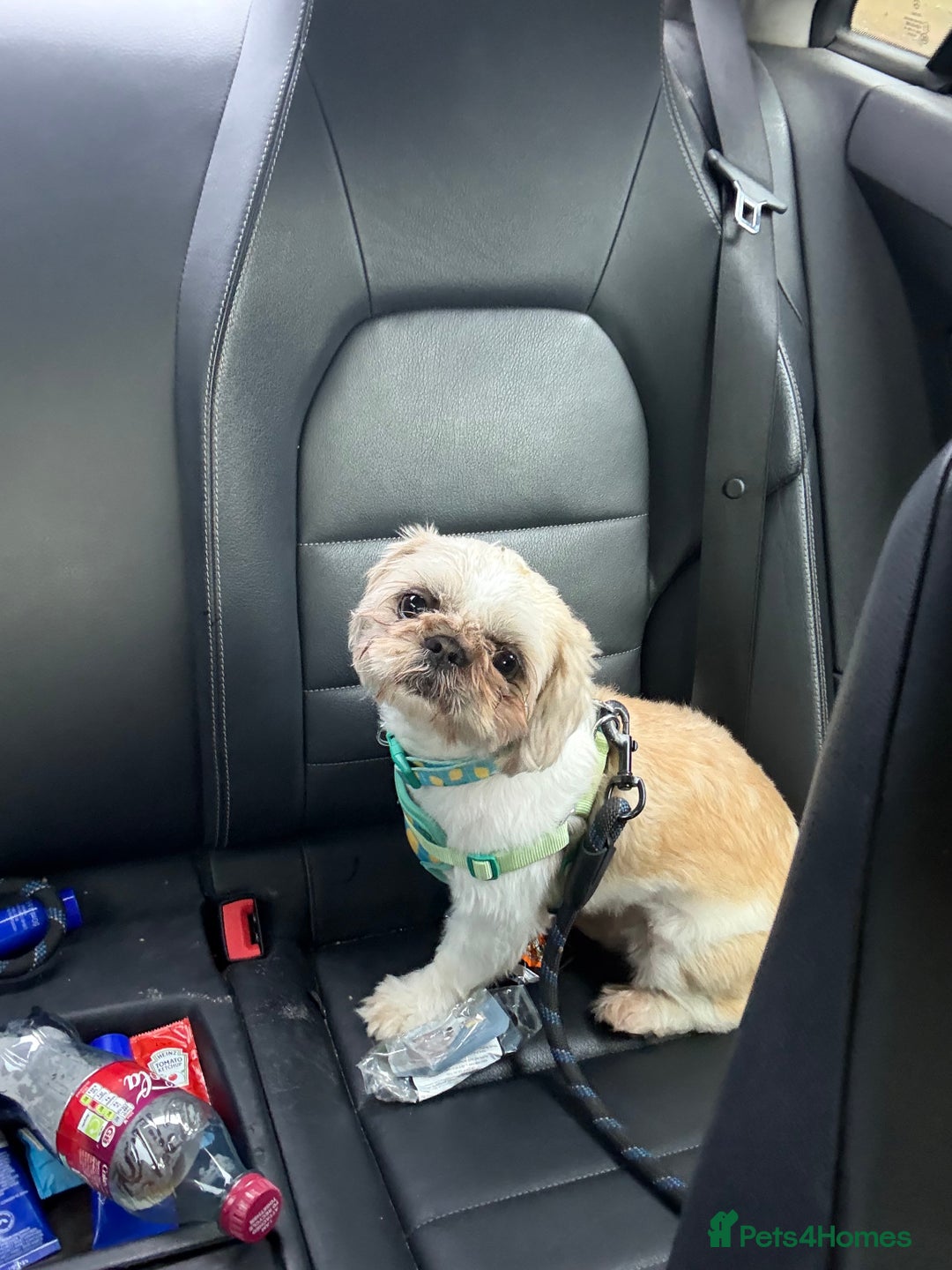 Shih Tzu dogs for sale: Stunning white and apricot boy non kc  - Image 6