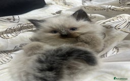Ragdoll cats for sale: 5 beautiful fluffy blue eye ragdoll kitten  - Image 19