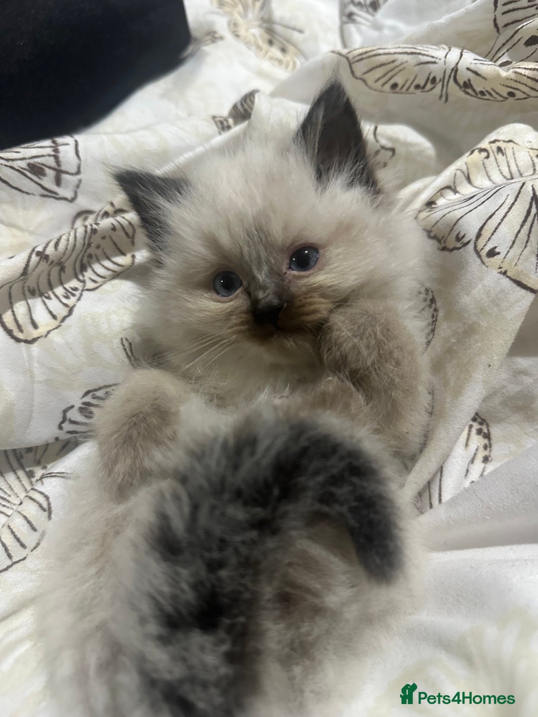 Ragdoll cats for sale: 5 beautiful fluffy blue eye ragdoll kitten  - Image 19
