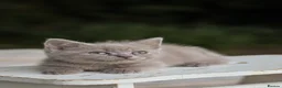 British Shorthair cats for sale: Stunning British Shorthair Kittens 🤍🐈 - Advert 13