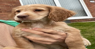 Cocker Spaniel dogs - Advert 9