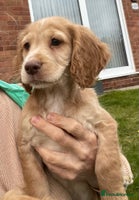 Cocker Spaniel dogs - Advert 9