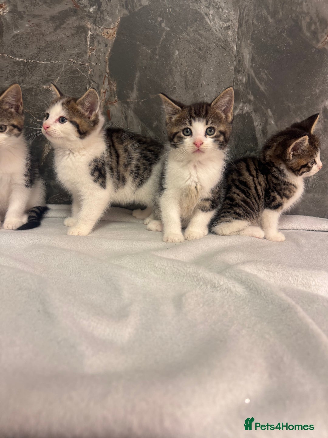 Mixed Breed cats for sale: Kittens  - Advert 10