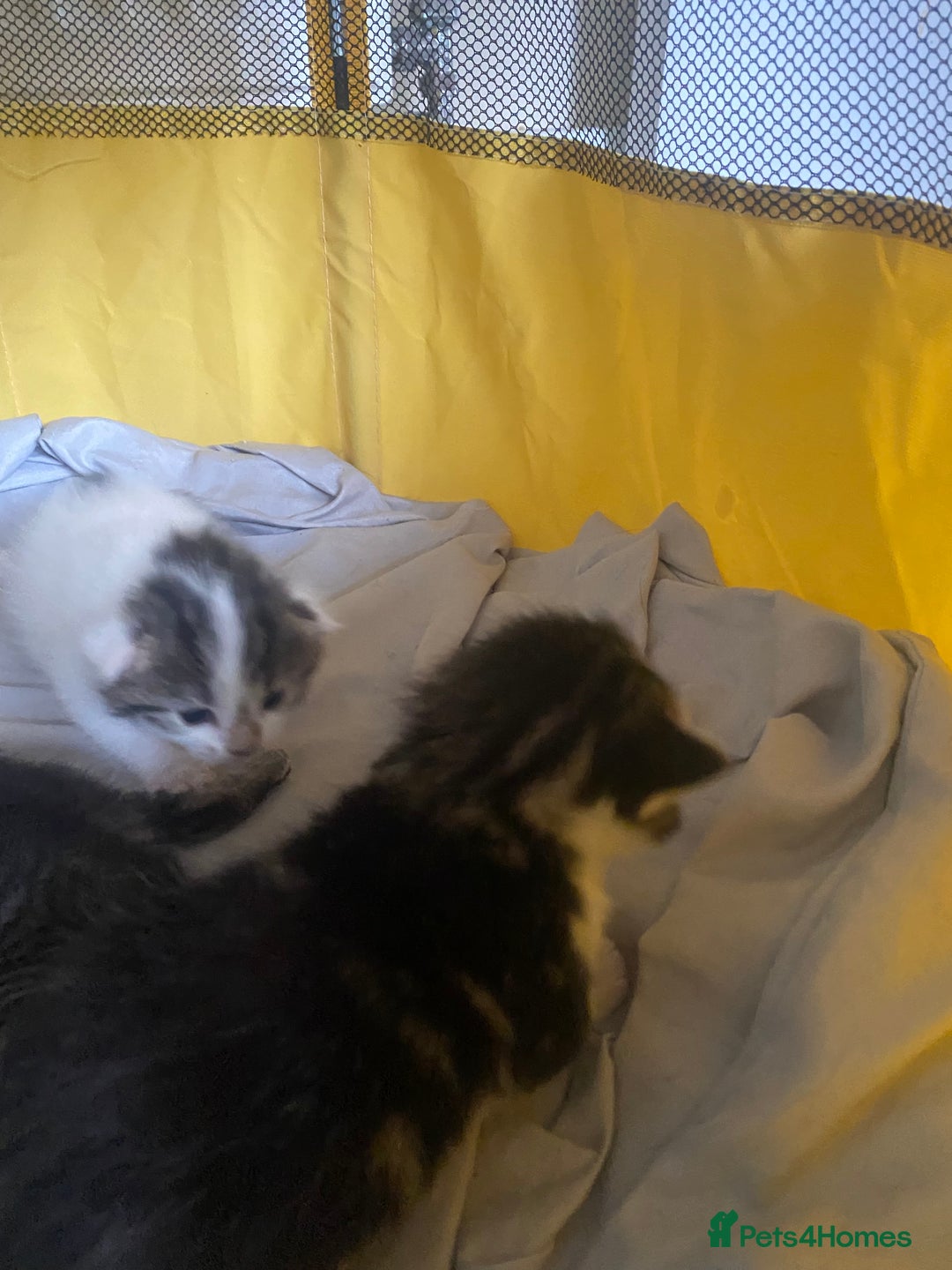 British Shorthair cats for sale: 4 kittens for sale  - Image 32