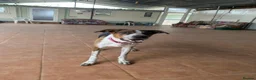 Mixed Breed dogs for adoption: 🐶Rex the perfect pack companion 😍  - Advert 6