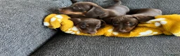 Miniature Dachshund dogs for sale: Genuine miniature dachshund  - Advert 12