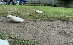 Maltese dogs for sale: Puppies Bichon Maltese Size Mini Toy - Image 5