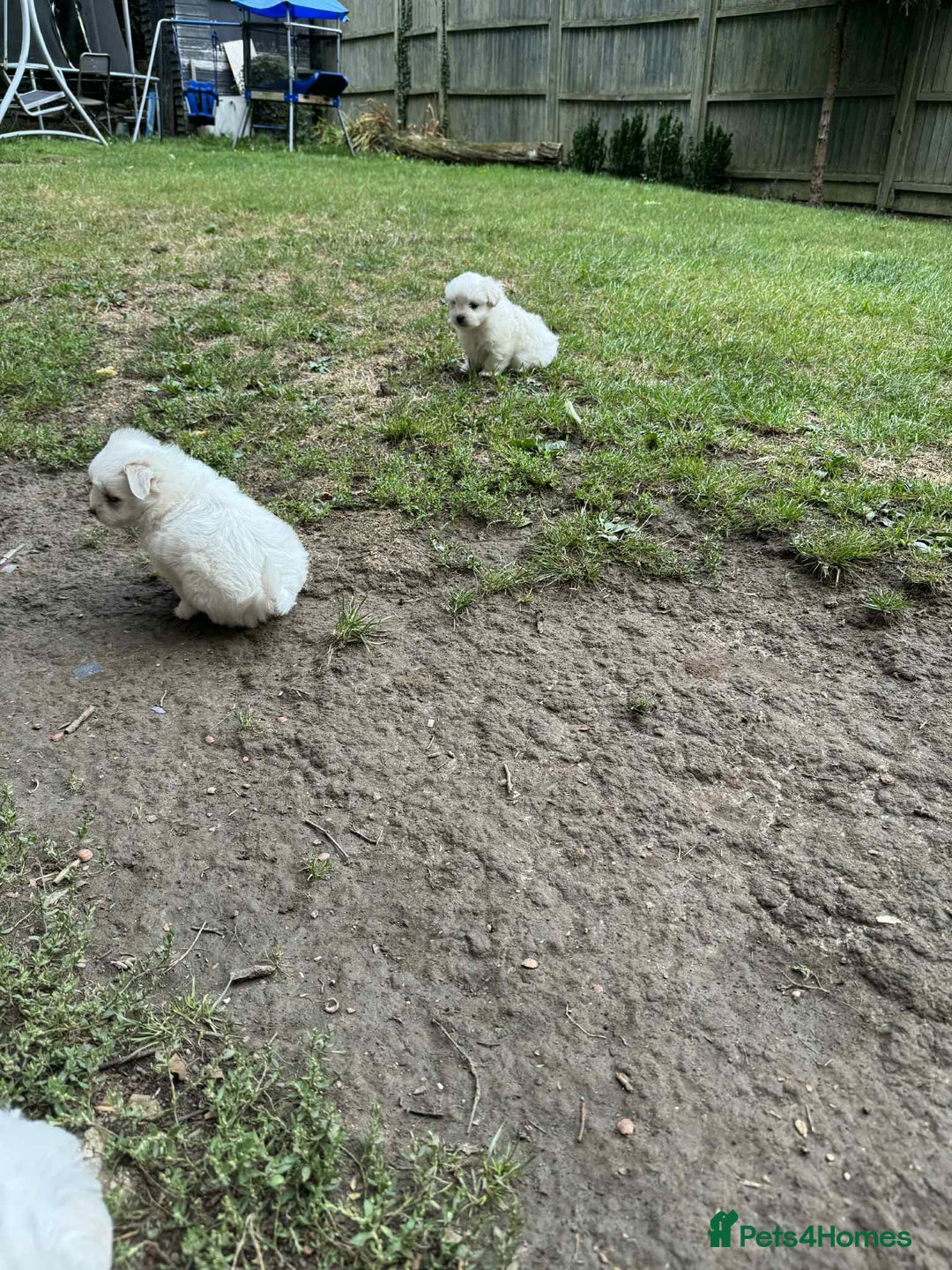 Maltese dogs for sale: Puppies Bichon Maltese Size Mini Toy - Image 5
