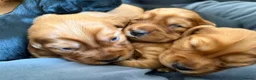 Cocker Spaniel dogs for sale: Litter of Cute Cocker Spaniels in Liverpool - Advert 21