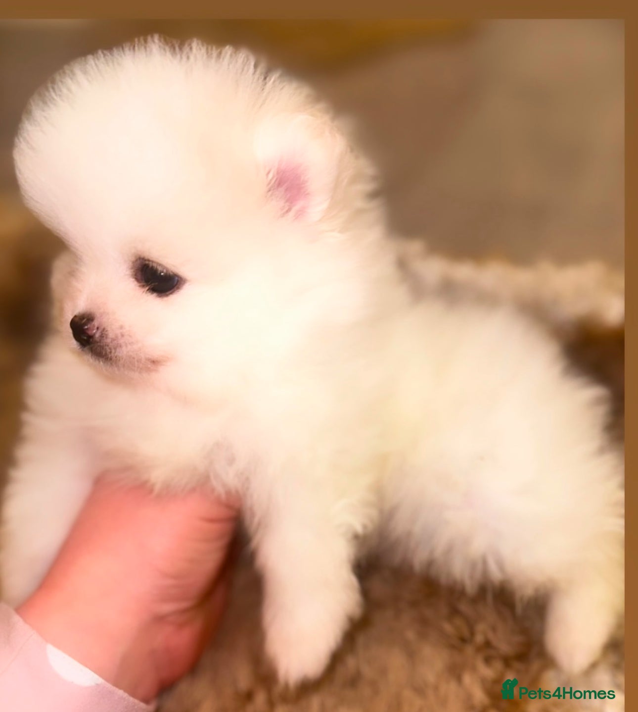 Pomeranian dogs Last Girl Left Ready To Leave 28th Of February  - Advert 4