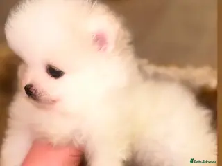 Pomeranian dogs Last Girl Left Ready To Leave 28th Of February - Advert 3