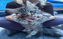 Domestic Shorthair cats for sale: ONLY ONE LEFT 4 gorgeous kittens ready to go - Image 1