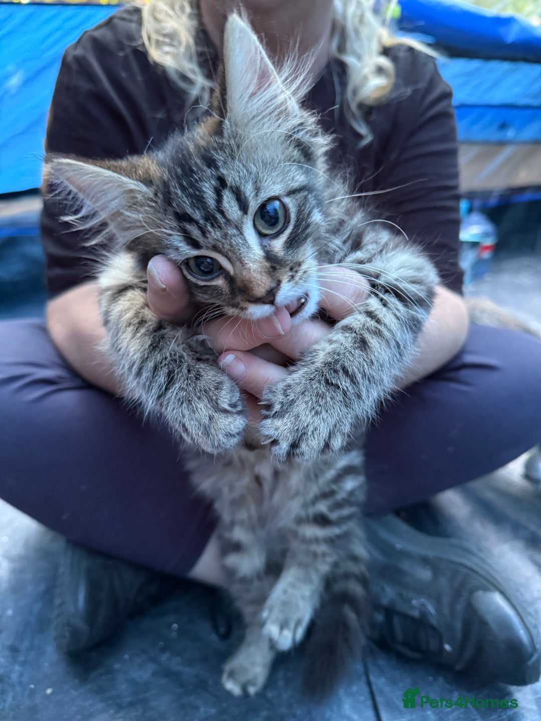 Domestic Shorthair cats for sale: ONLY ONE LEFT 4 gorgeous kittens ready to go - Image 1
