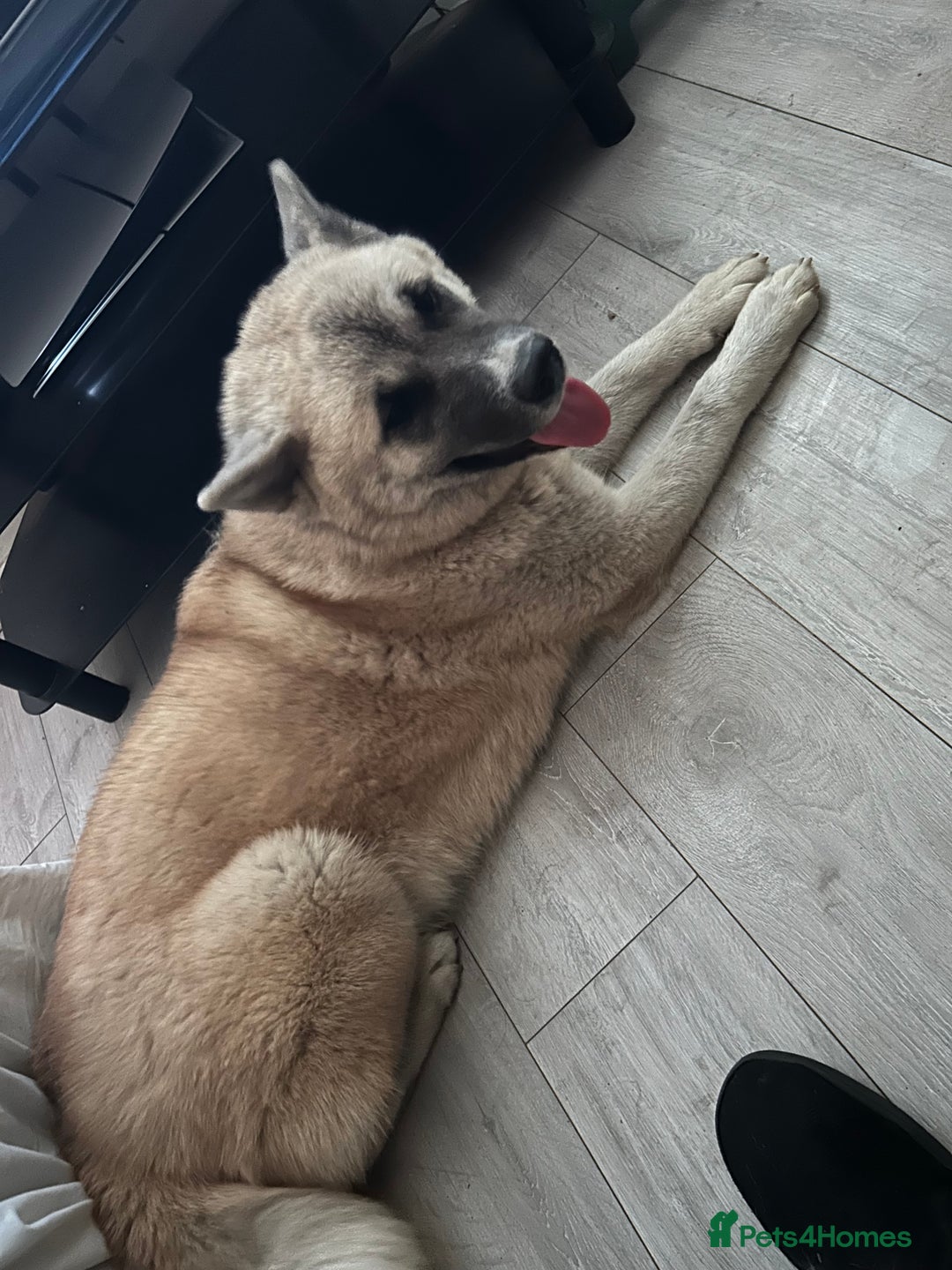 Mixed Breed dogs for sale: Half Japanese Half American Akita - Image 3