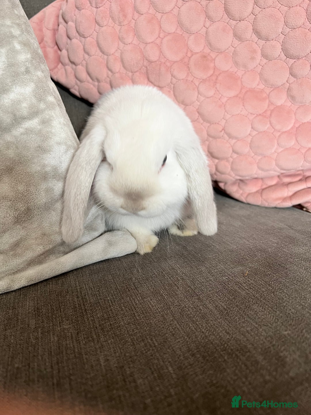 Mini Lop rabbits for sale: Beautiful mini lop rabbits for sale - Image 5