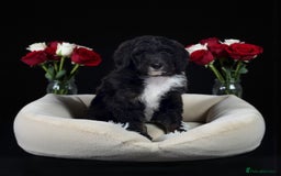 Bernedoodle dogs for sale: 6 medium f1 bernedoodle puppies for sale  - Image 4