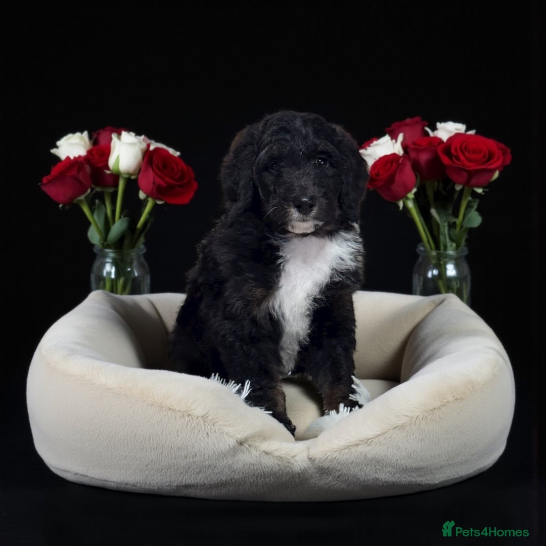 Bernedoodle dogs for sale: 6 medium f1 bernedoodle puppies for sale  - Image 4