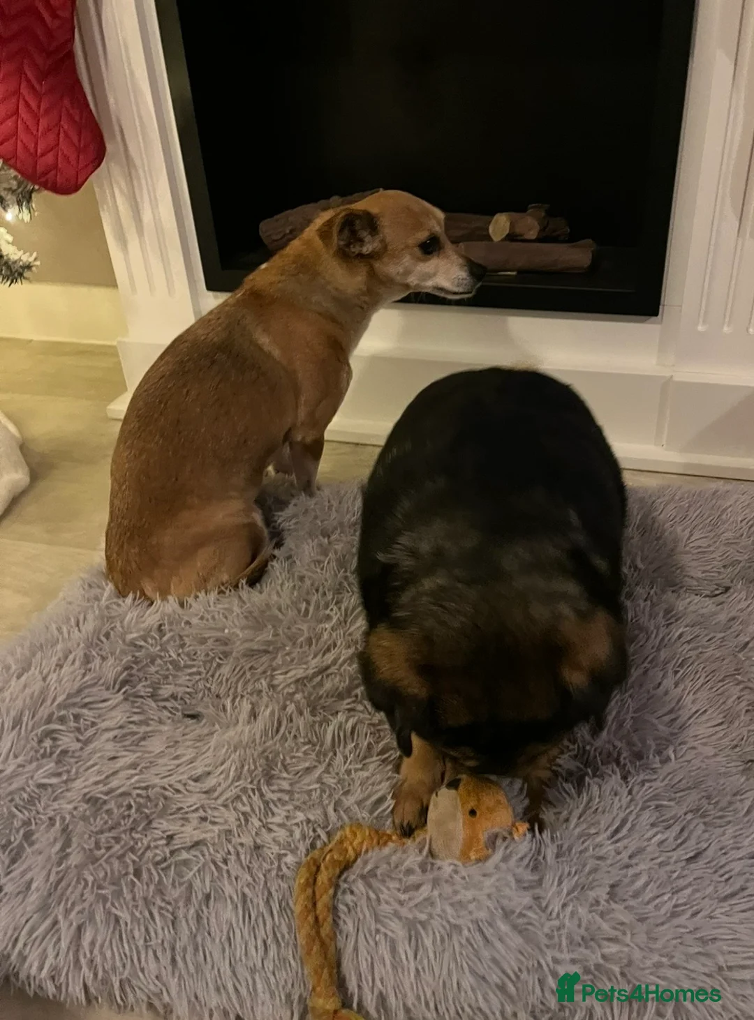 Jack Chi dogs for sale: (Free) Home needed for my dog Rocco - Advert 9