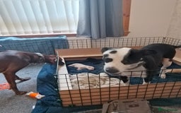 Mixed Breed dogs for sale: Gorgeous pups for sale - Image 30