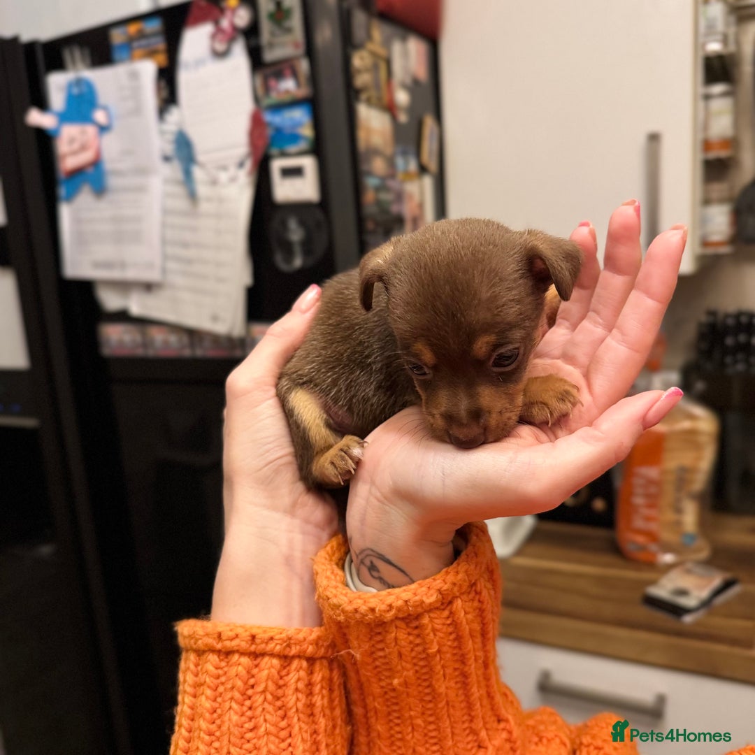 Jack Russell dogs for sale: Stunning miniature jack Russell puppies  - Advert 7