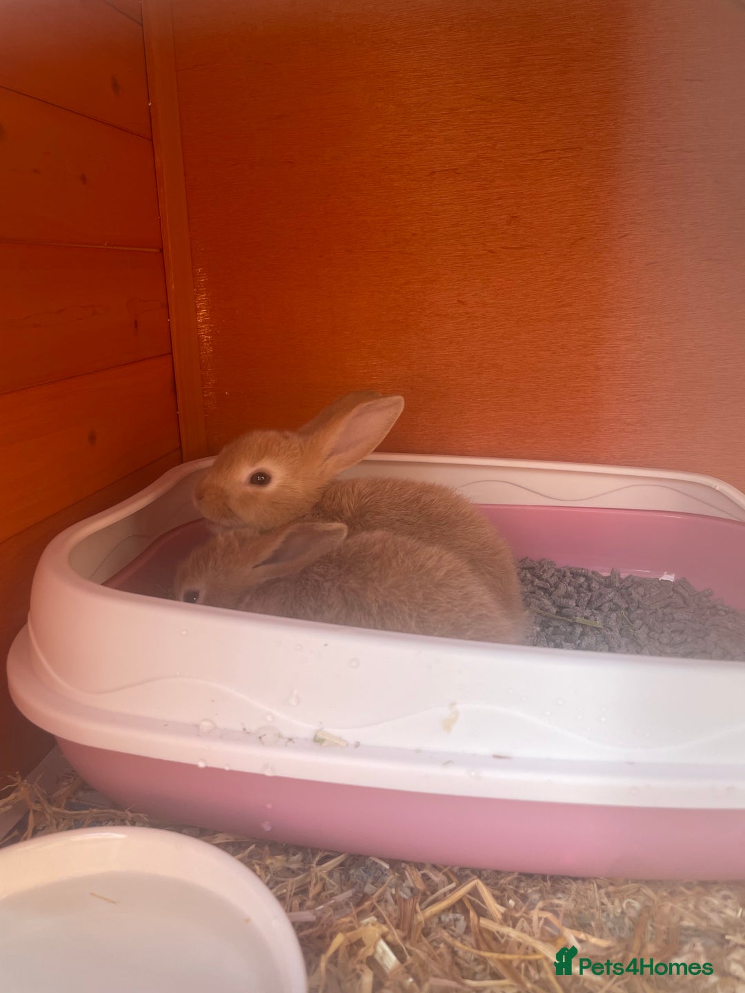 Mixed Breed rabbits for sale: 2 female bunny’s for sale 8 weeks old  - Image 4
